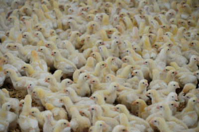 Many free range chickens never go outside