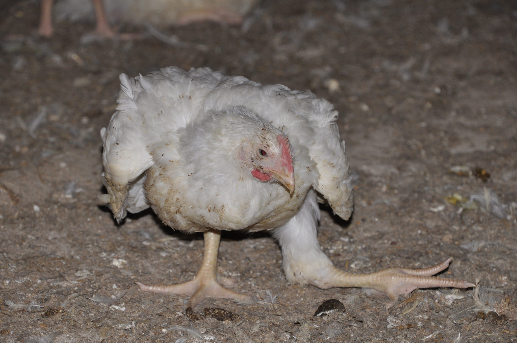 chicken with bad leg