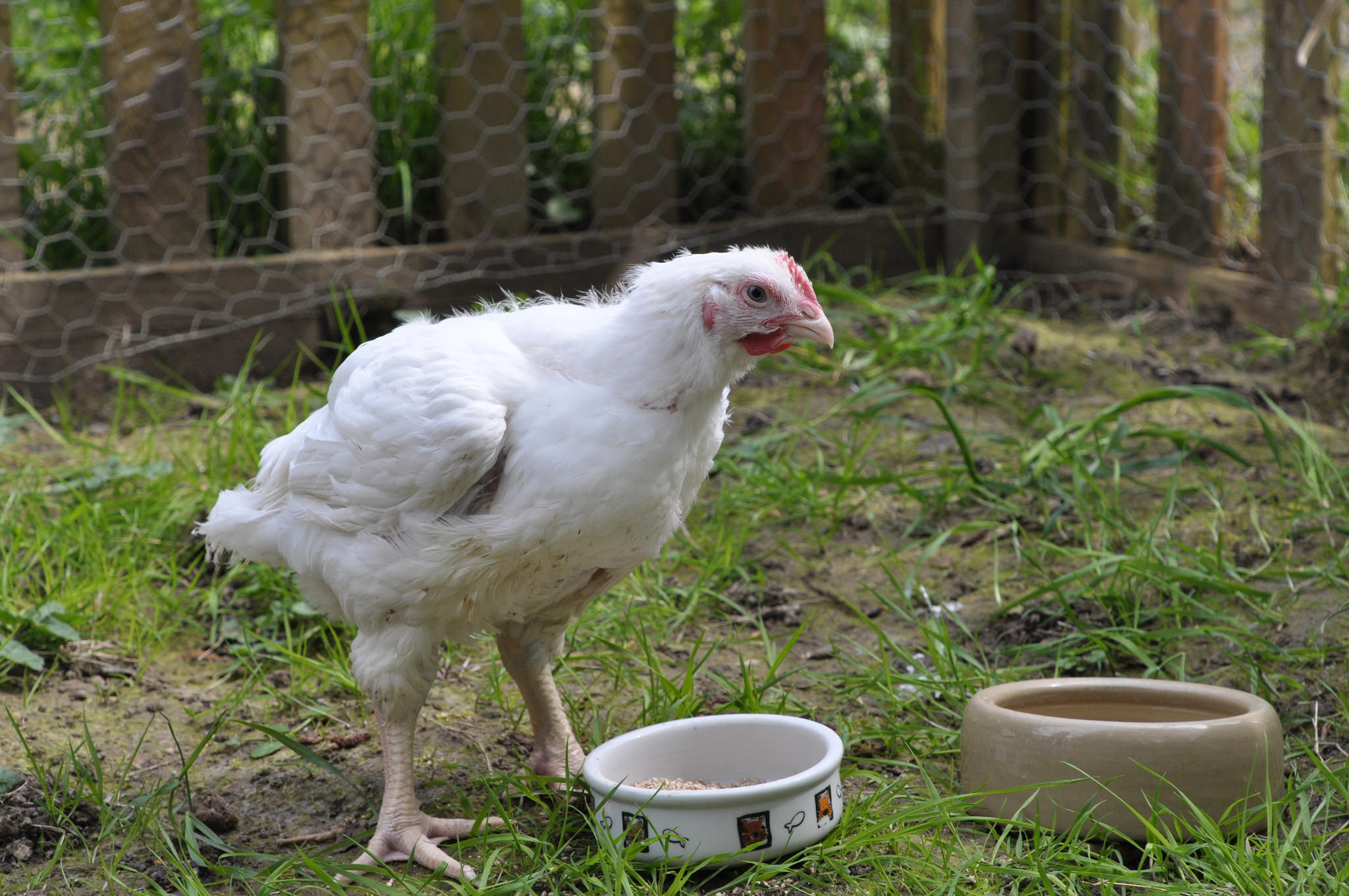 a chicken called gloria