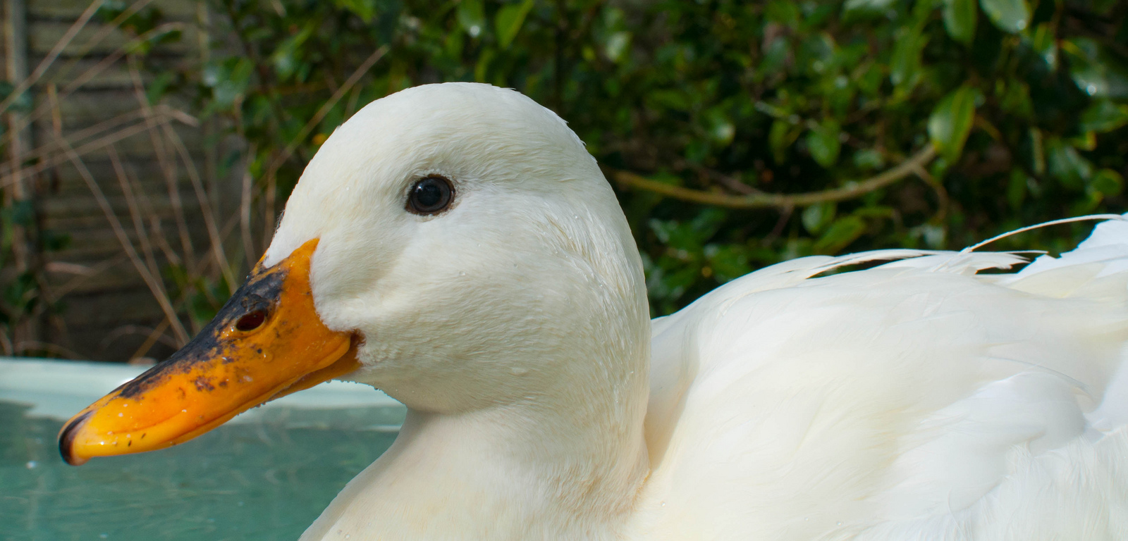 White duck