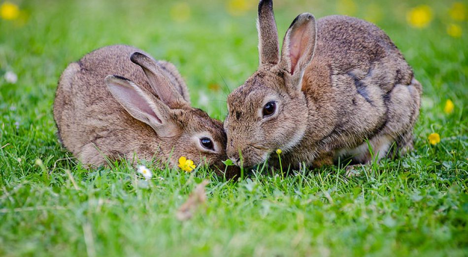 Rabbits in a field
