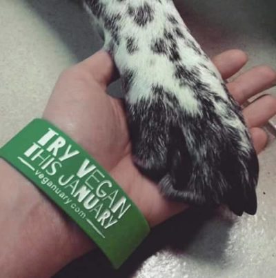 Veganuary wristband