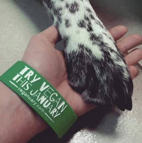 Veganuary wristband