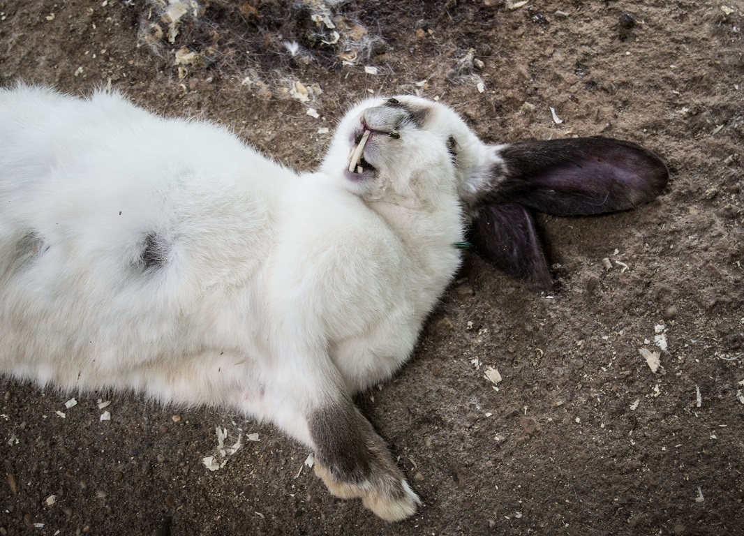 photo-courtesy-of-animal-equality-uk-farm-carlos-olivares-nenin-el-franco