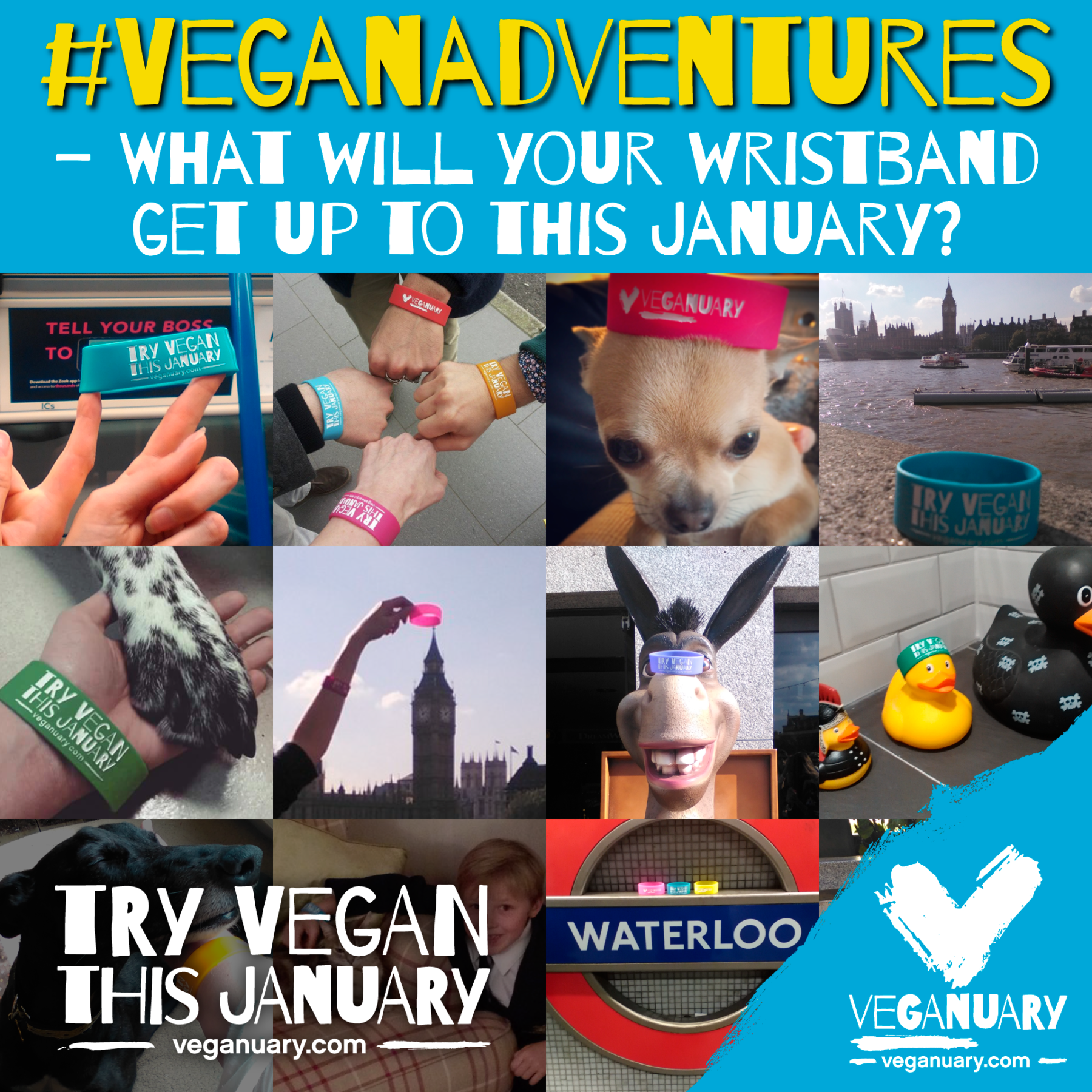 Veganuary 2015 wristbands