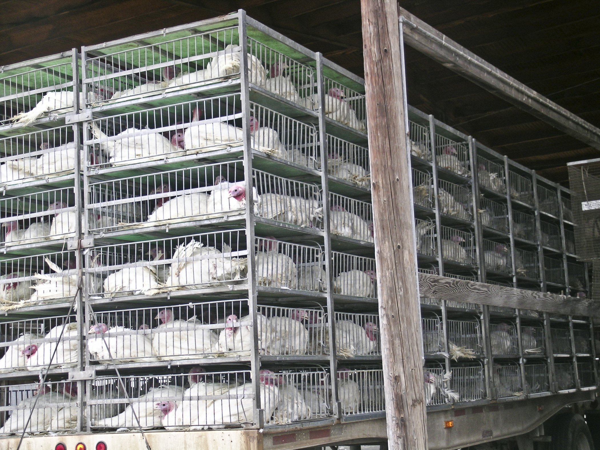 Caged turkeys mid-transport