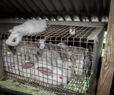 Caged rabbits