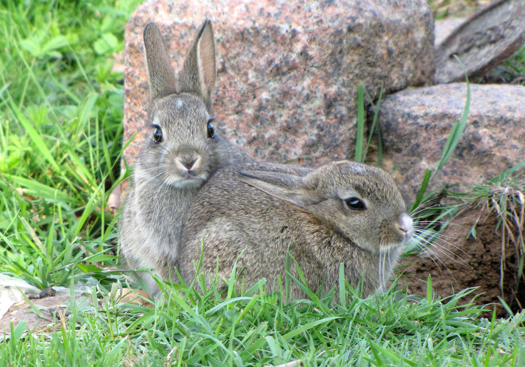 Wild rabbits