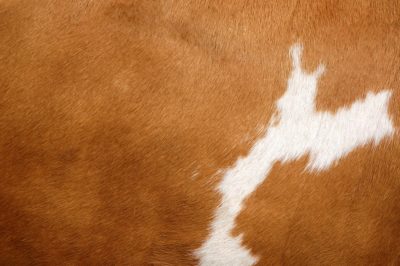 Close-up of cow's hide