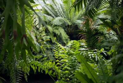 Trees in a rainforest