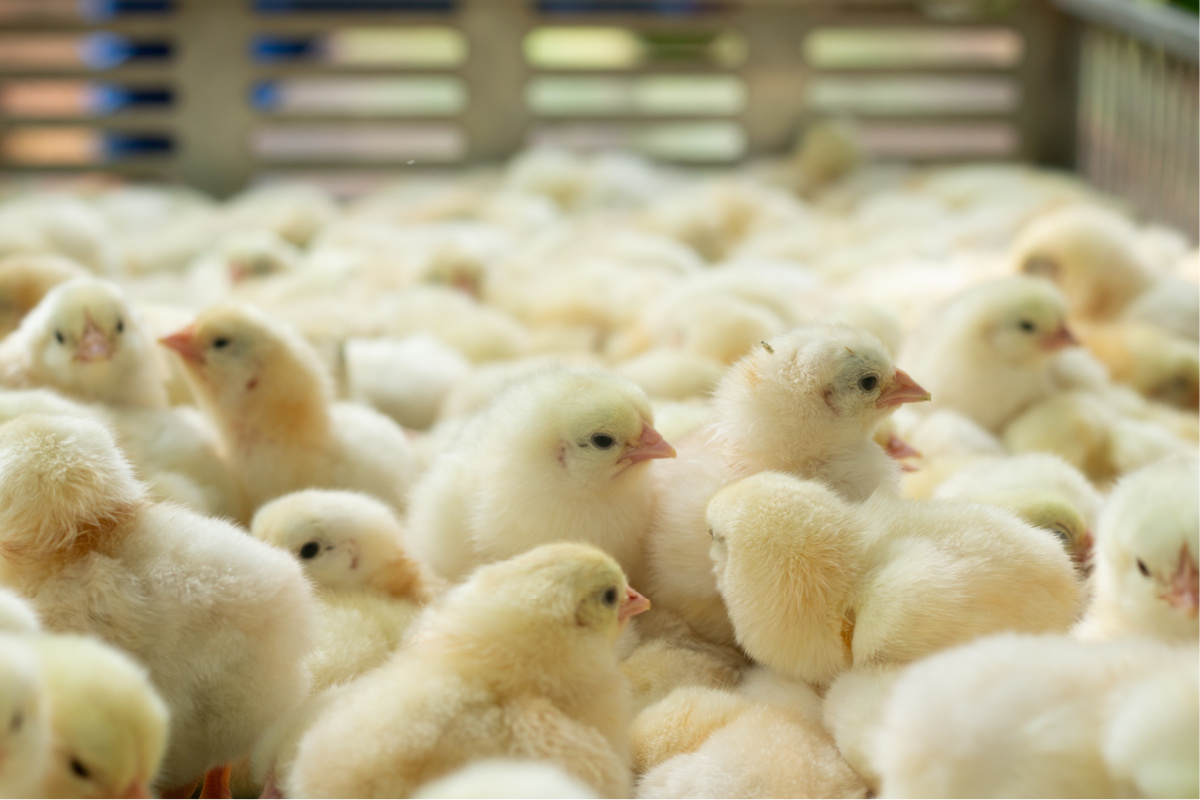 Young yellow baby chicks on a poultry farm
