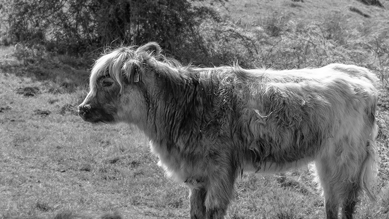 cow in black and white