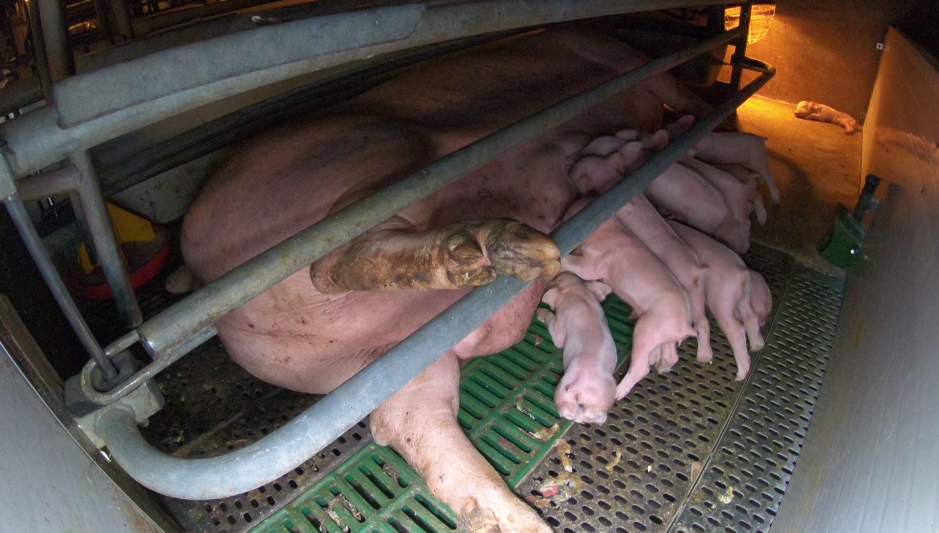 Hogwood Farm Pig Cruelty Veganuary blog 2 Hogwood Farm Pig Cruelty