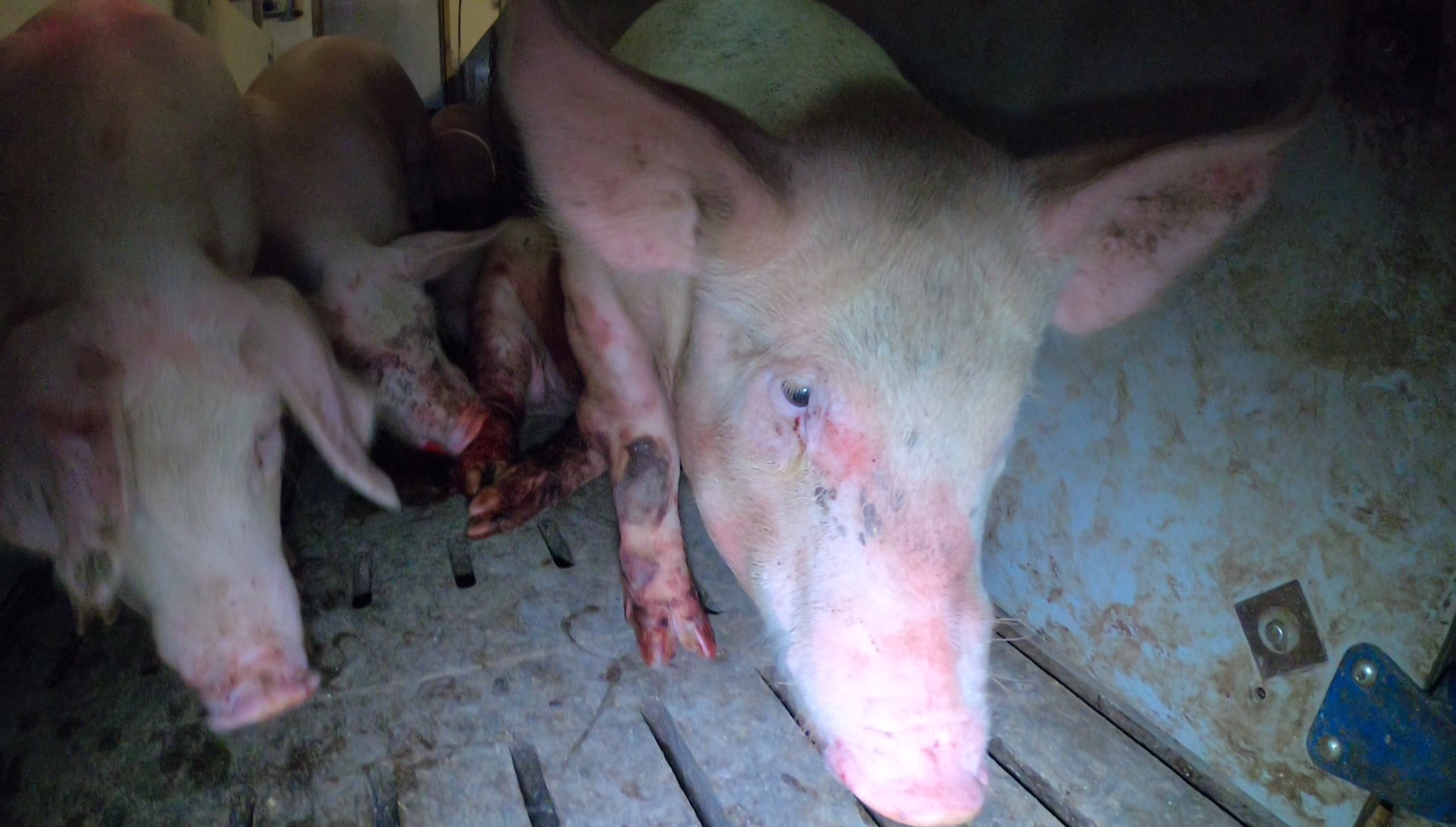Shocking footage of a piglet being cannibalised alive at Hogwood pig farm in the UK