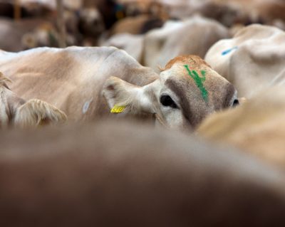 humane-meat-undercover-animal-aid