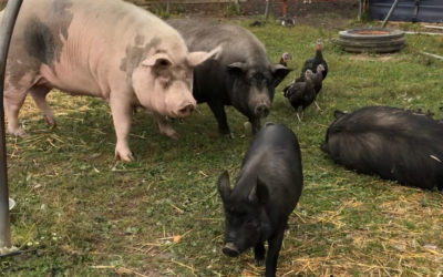 F.R.I.E.N.D-animal-sanctuary