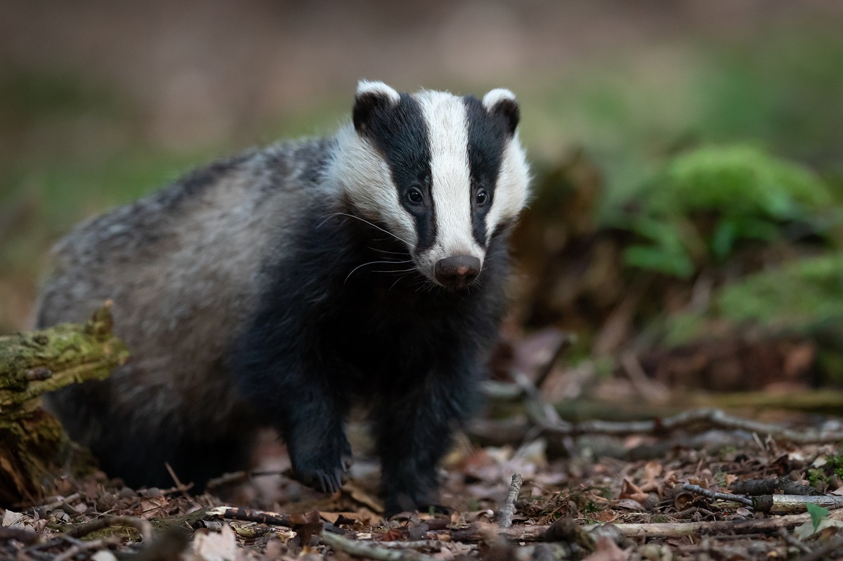 Badger cull report