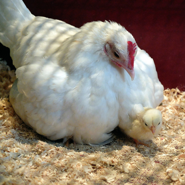 Chickens - Photo credit Glass Marbles on Visual Hunt CC BY