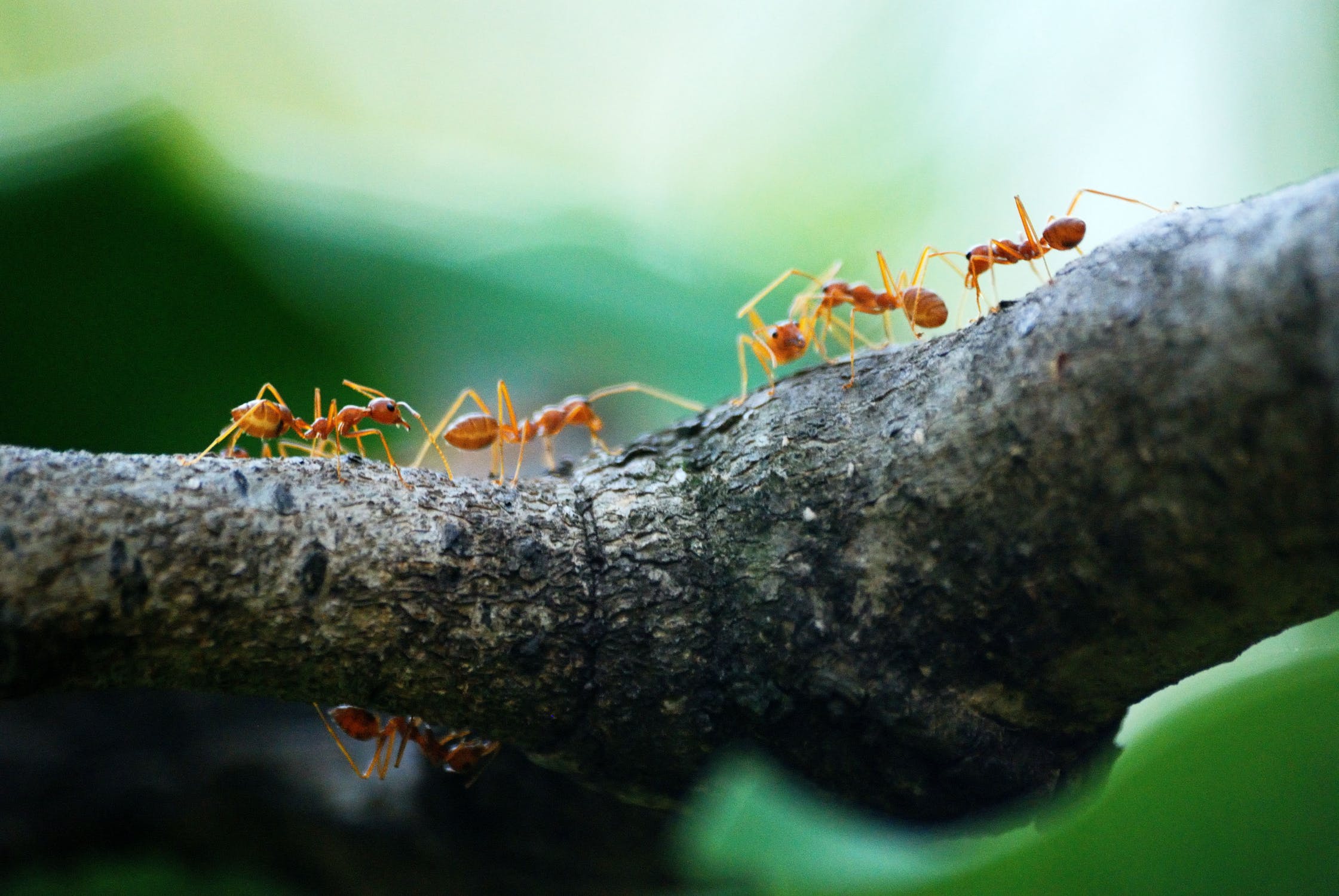 humane ants vegan