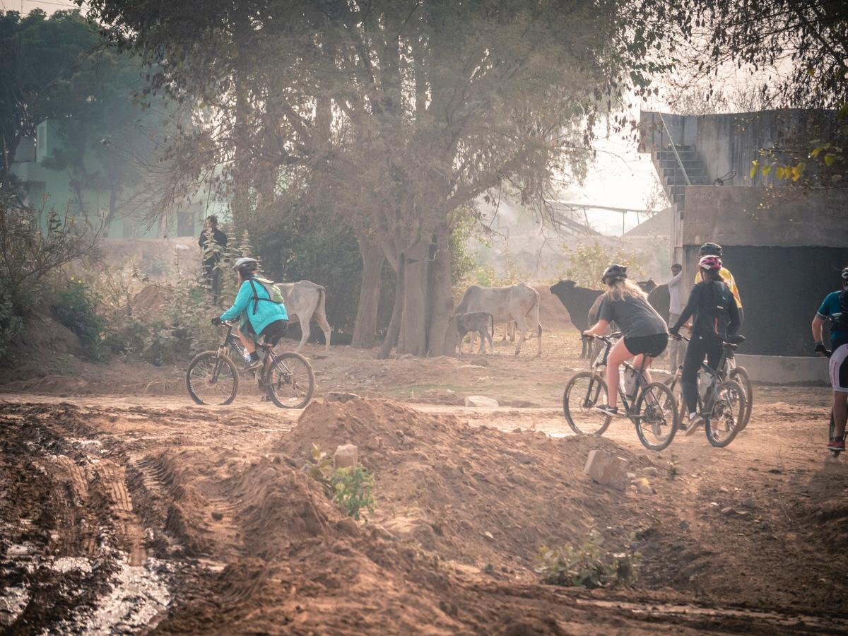 vegan cycle india