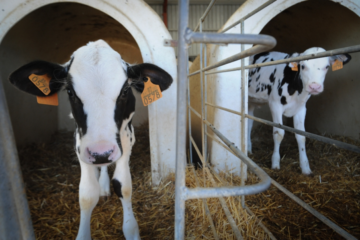 Dairy veal farm