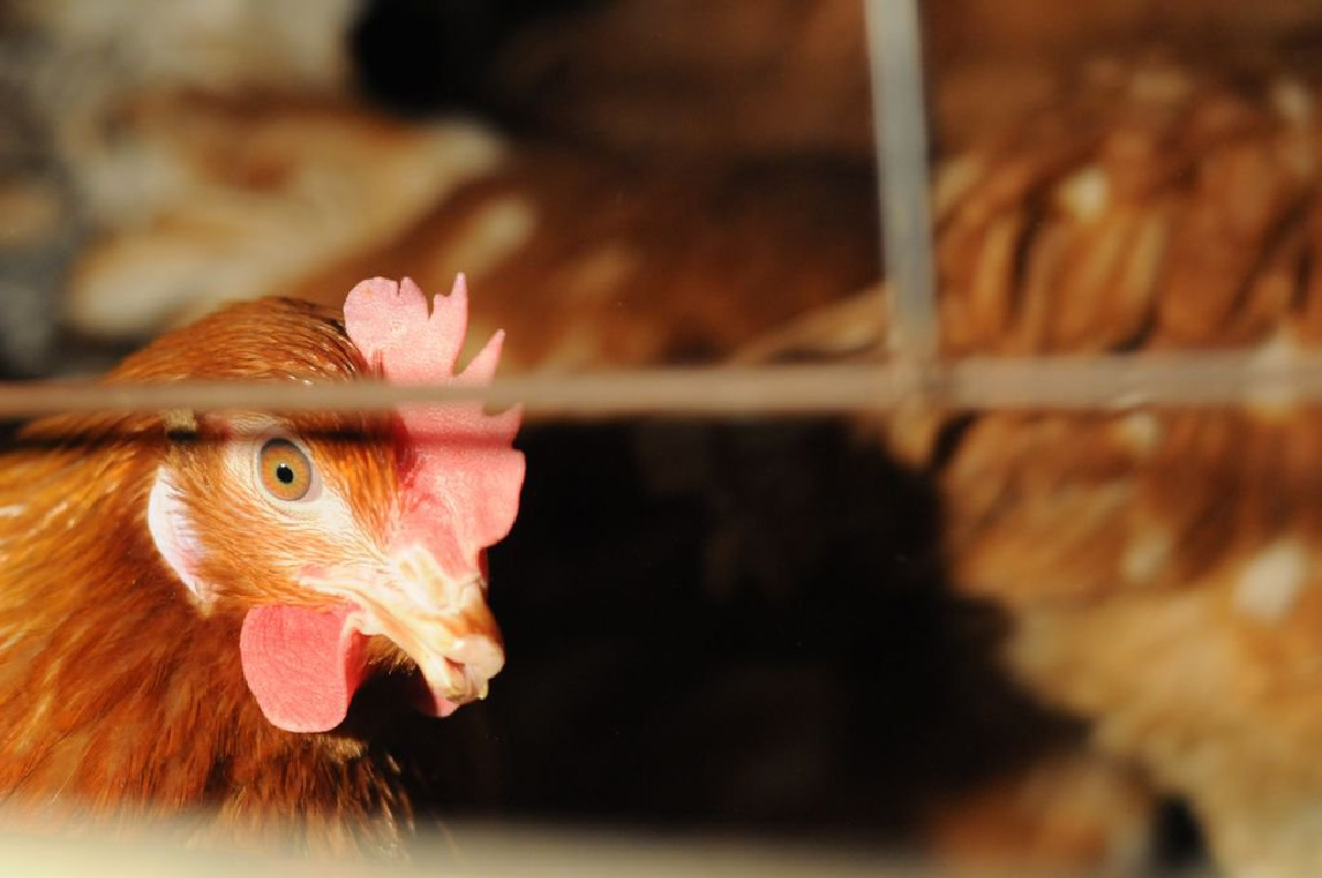 Foto cortesía de Jo-Anne McArthur / We Animals