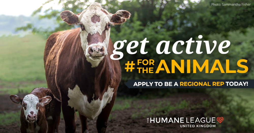 Picture of a cow with the text get active for animals. Volunteering is one of our tips on how to help animals after Veganuary.