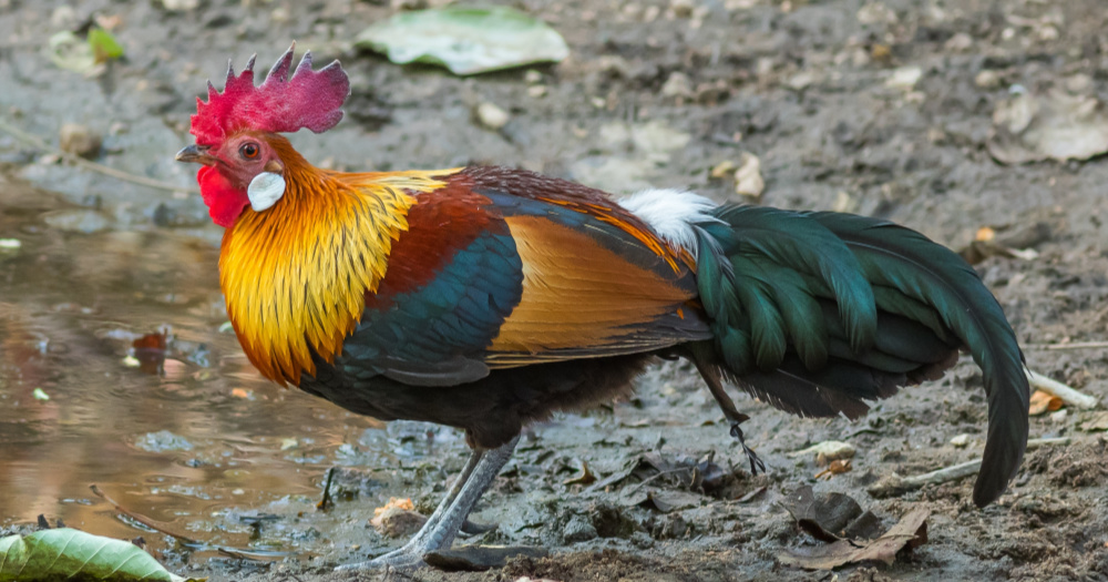 Image of a red junglefowl chicken