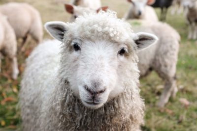 Veganuary blog image