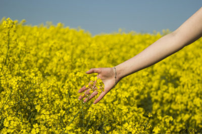 An unidentified Caucasian person reaching into a bush of yellow flowers in a sunny countryside.