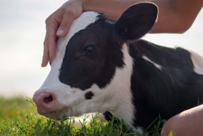 Unidentified person petting a cow in a field