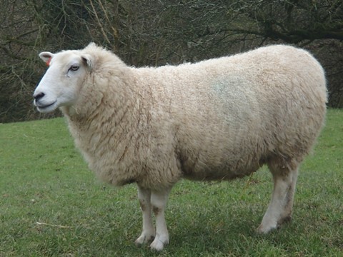 Ellie the sheep