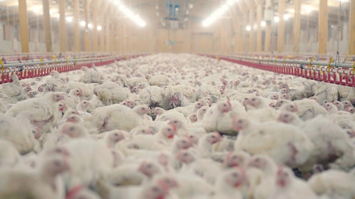 Chickens crammed in a factory facility