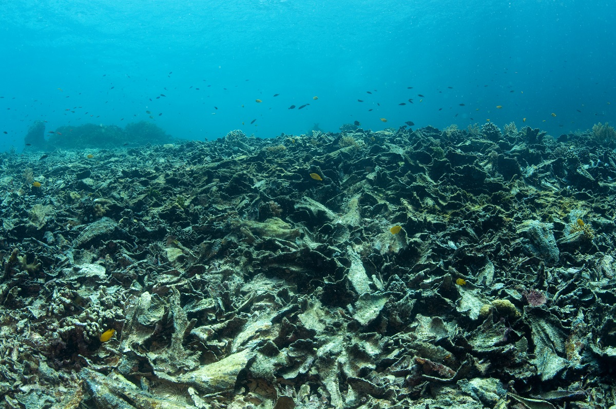 Dead corals after bleaching,  Raja Ampat Indonesia