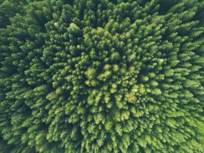 A forest from above