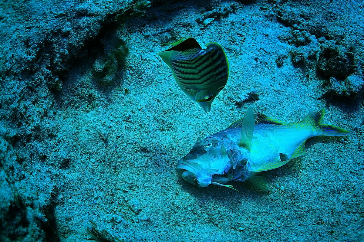 dead fish on the coral reef