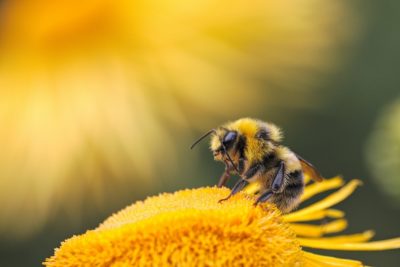 Honey bee perched on flower