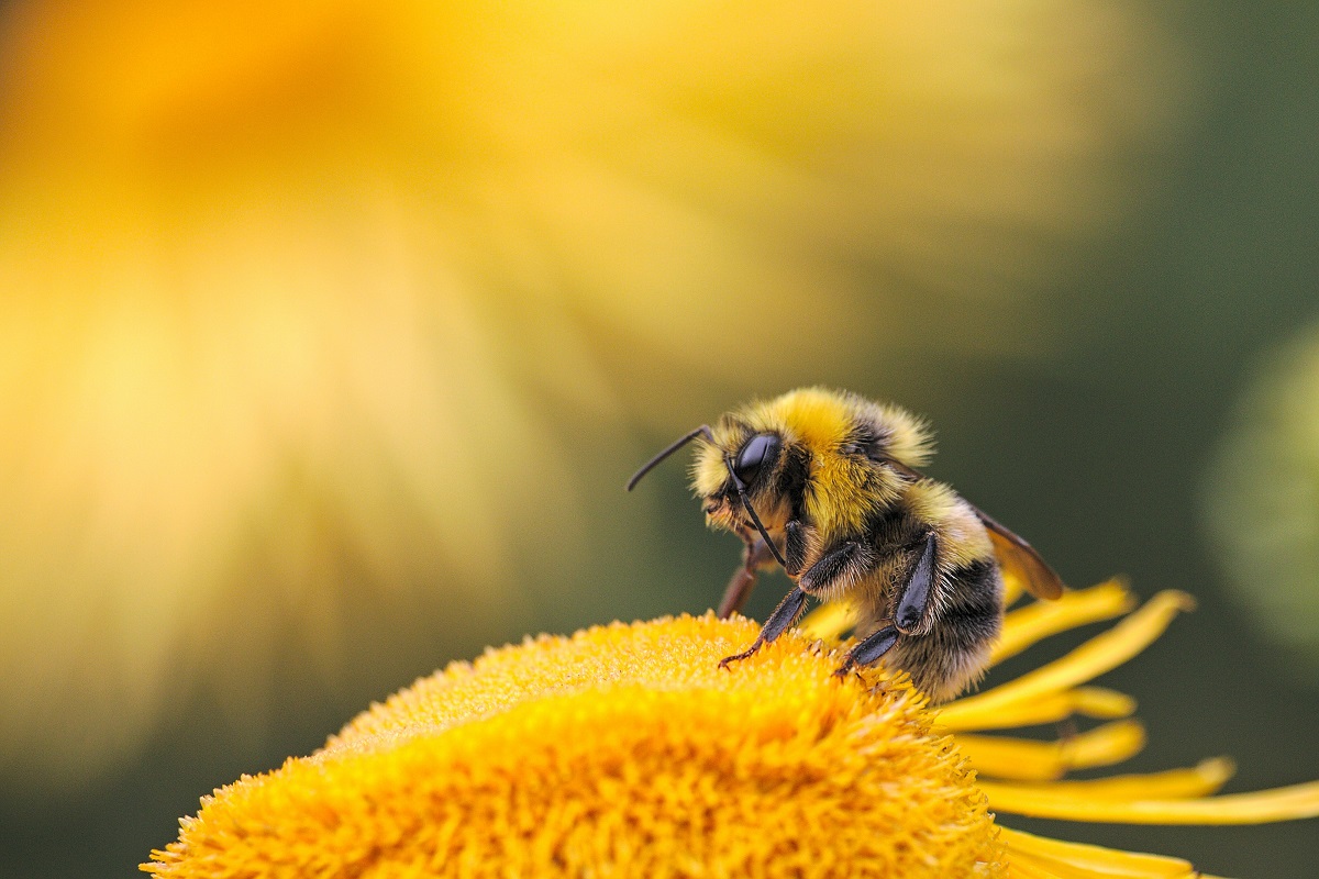 Honey bee perched on flower