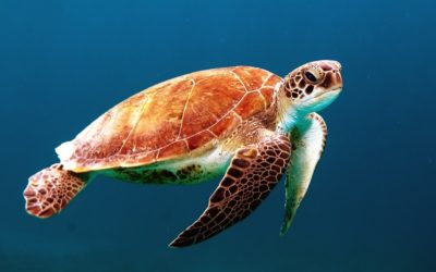 Turtle swimming in ocean