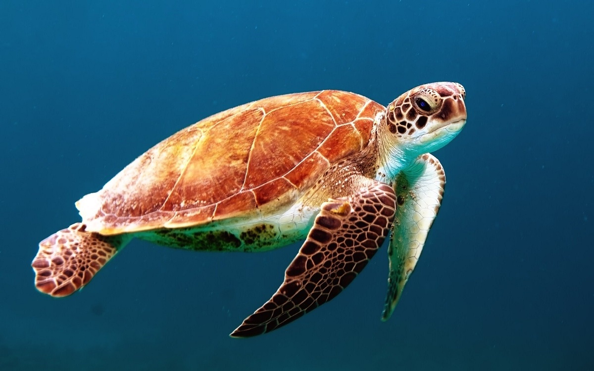 Turtle swimming in ocean