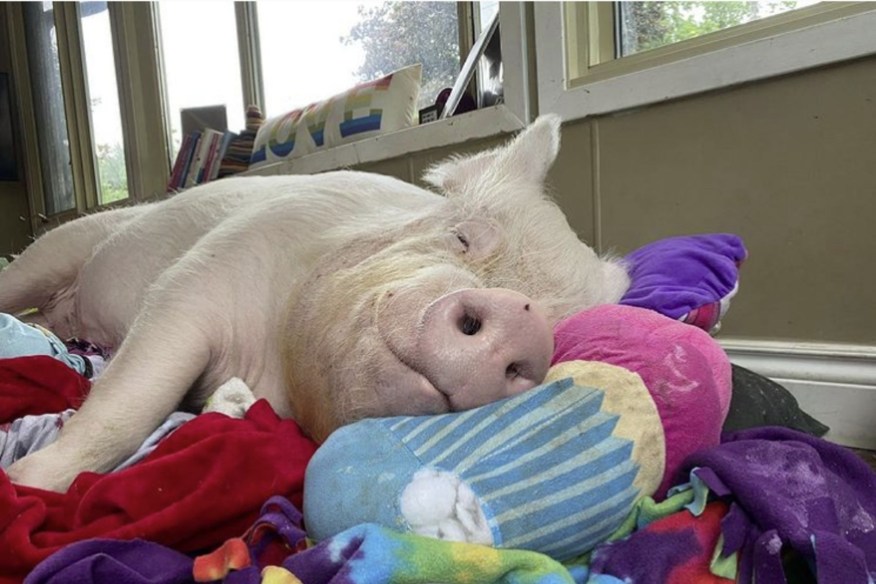 A happy pig lying on top of a bed of blankets
