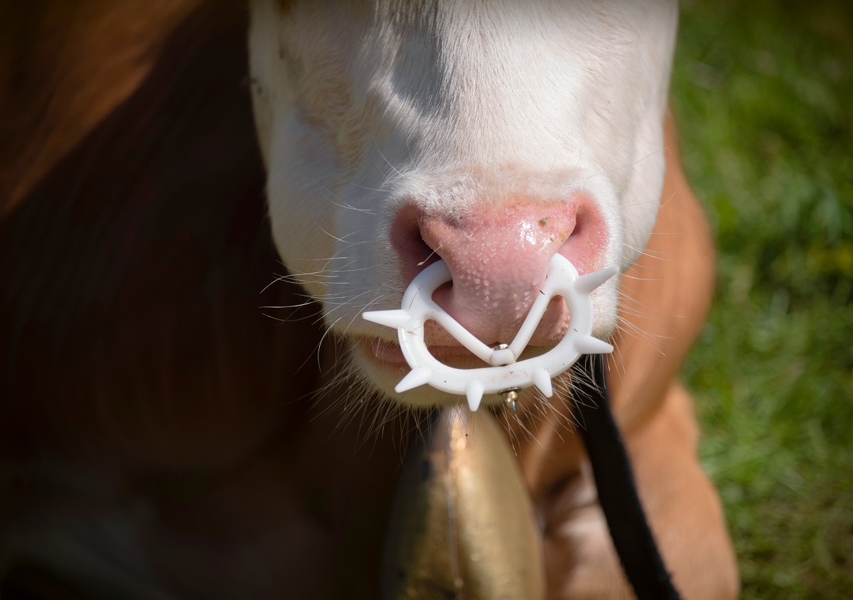 Anti-sucklinUsing Anti-suckling Devices to Wean Beef Calves. Plastic device for calfg device on a farm