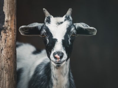 Goat looking at the camera