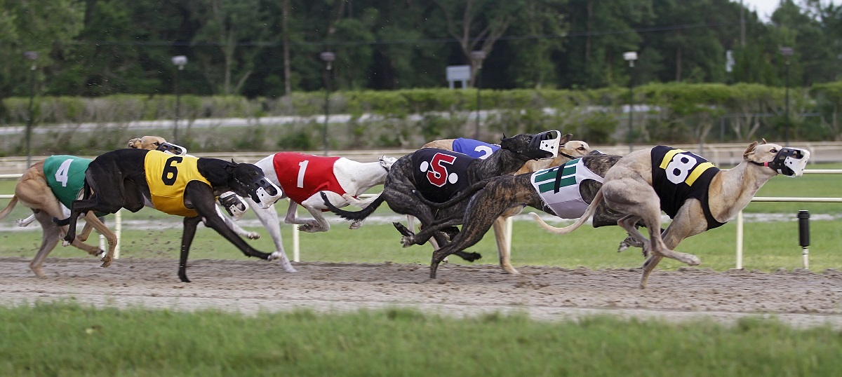 Greyhound racing dogs