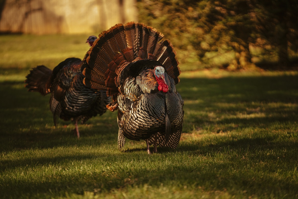 Male turkey showing off his feathers