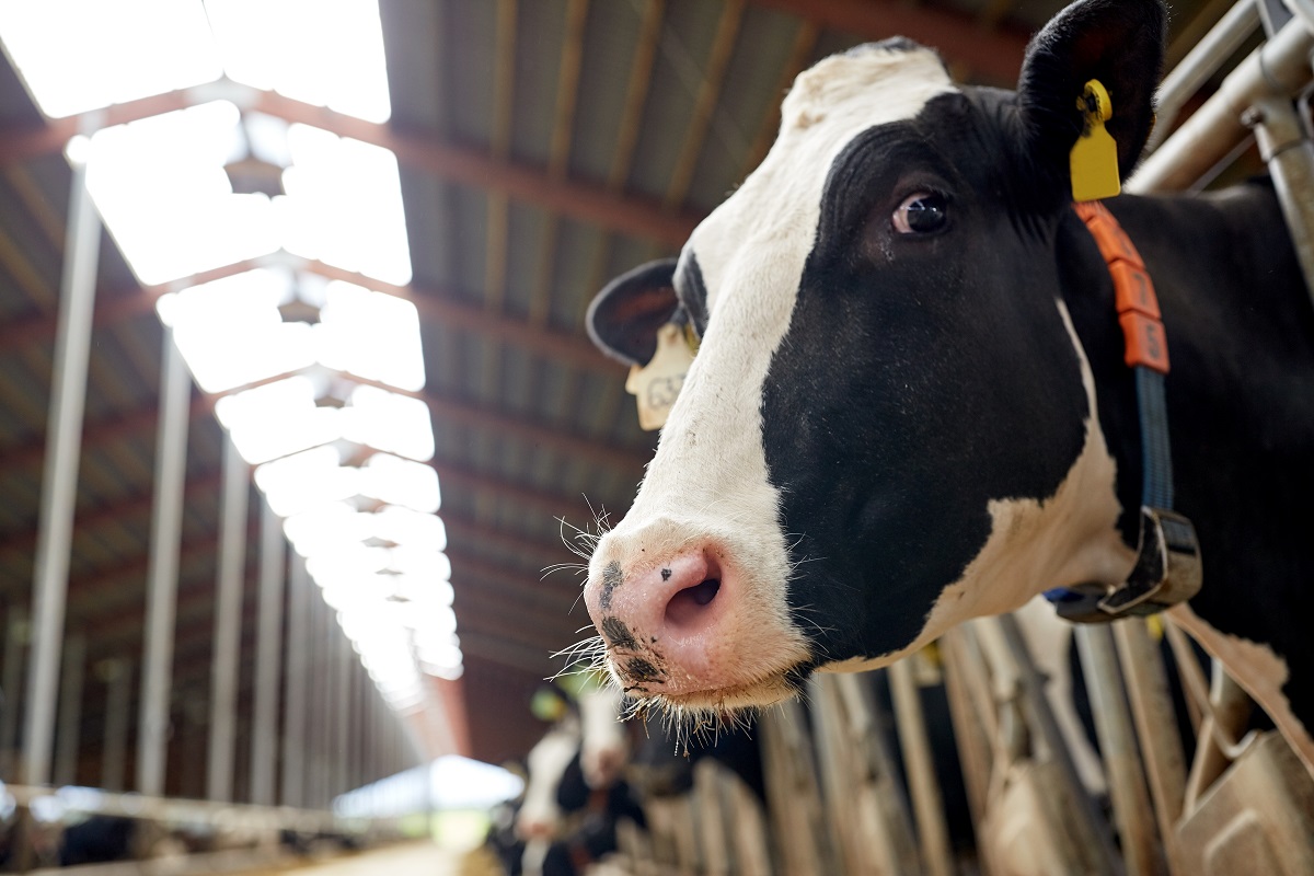 A dairy cow in captivity