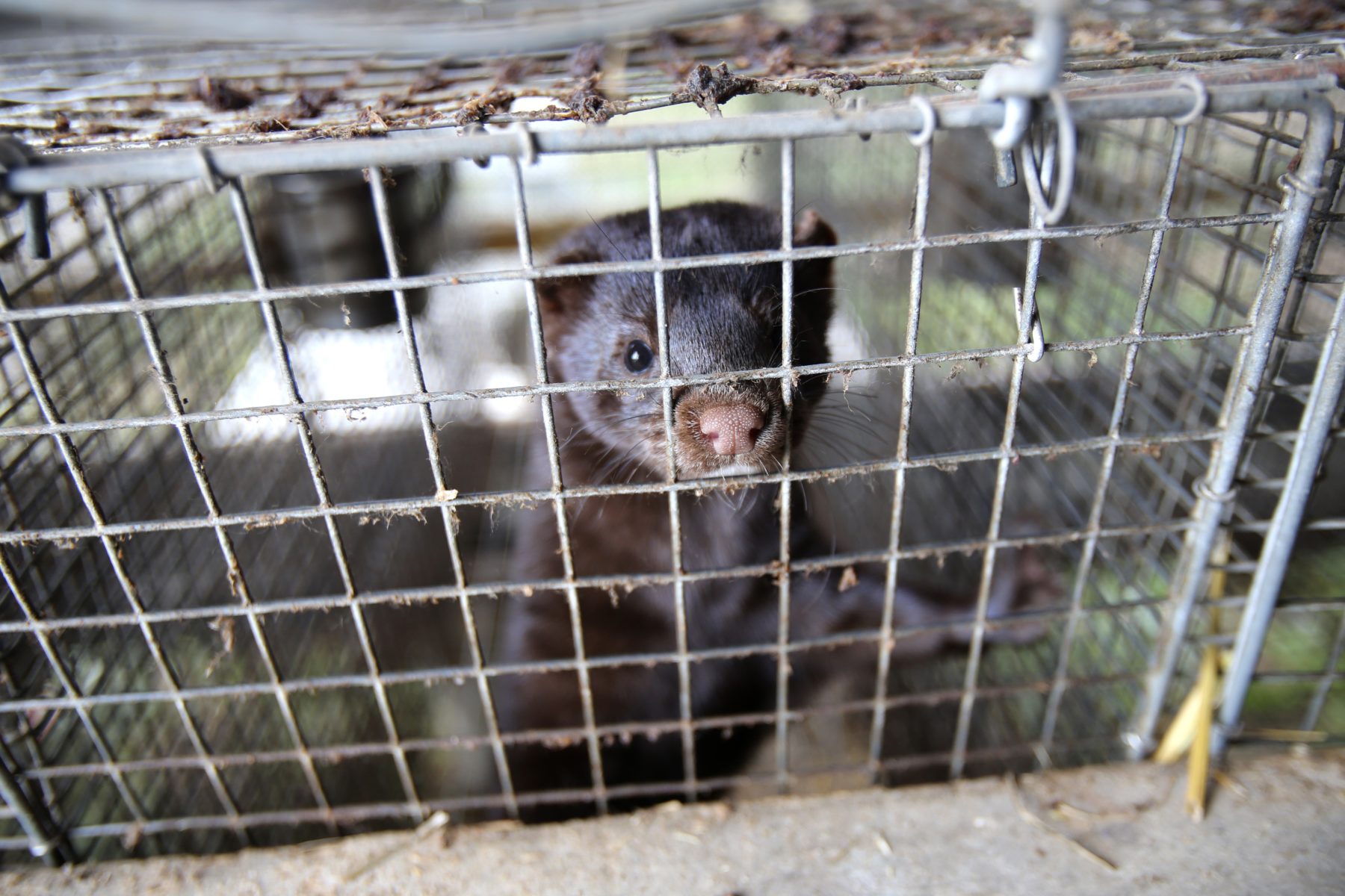 Mink farming