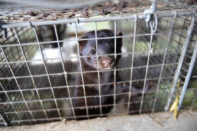 Mink farming