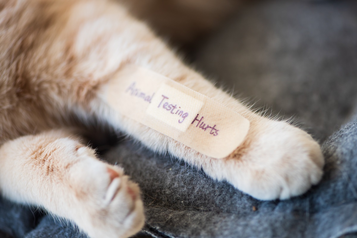 Stop animal testing bandage on kitten's leg.