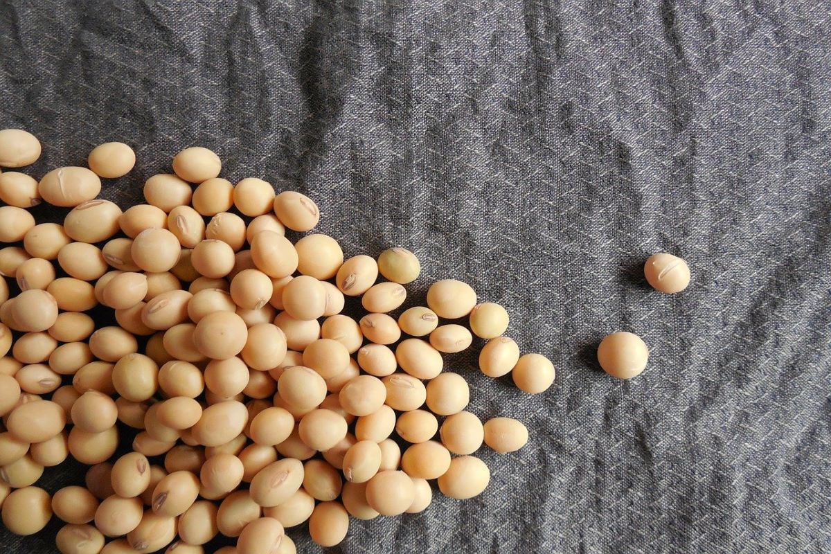 soya beans